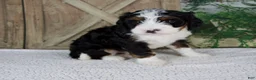 Mini Bernedoodle dogs for sale: Triston - Ad 4