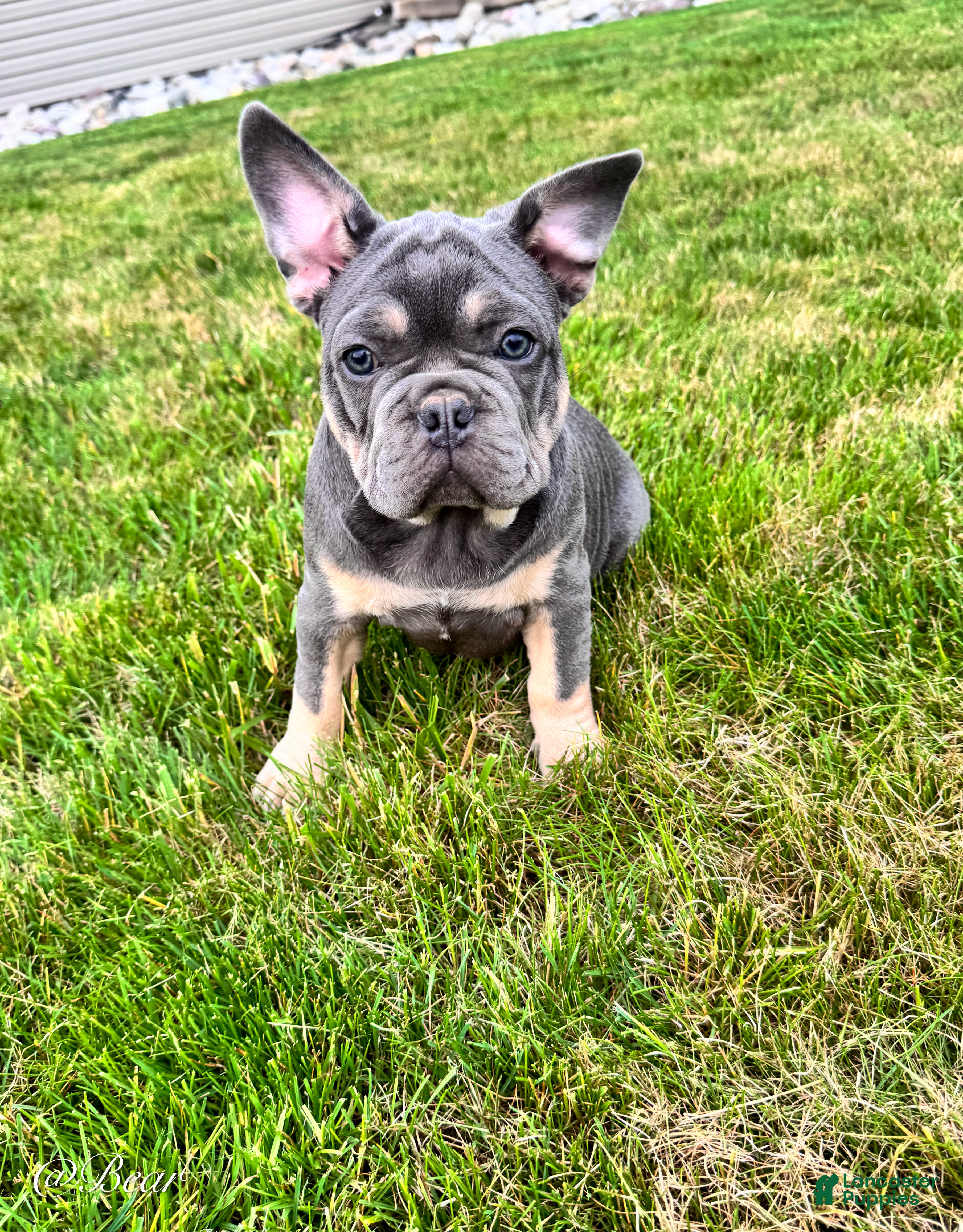 French Bulldog dogs Bear - Ad 2