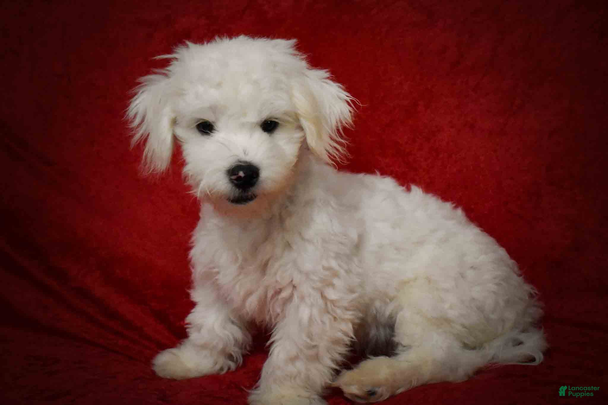 Maltese dogs Baxter 🐶 - Ad 2