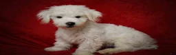 Maltese dogs for sale: Baxter 🐶 - Ad 10