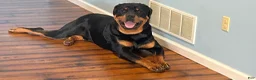 Rottweiler dogs for stud: Kentucky Rottweilers - Ad 4