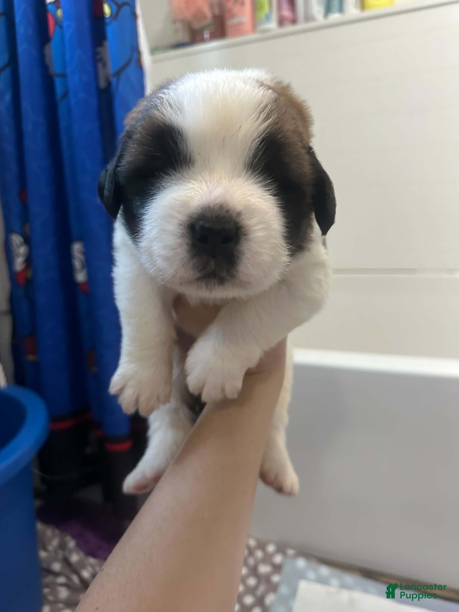 Saint Bernard dogs Mr. Bownie  - Ad 40