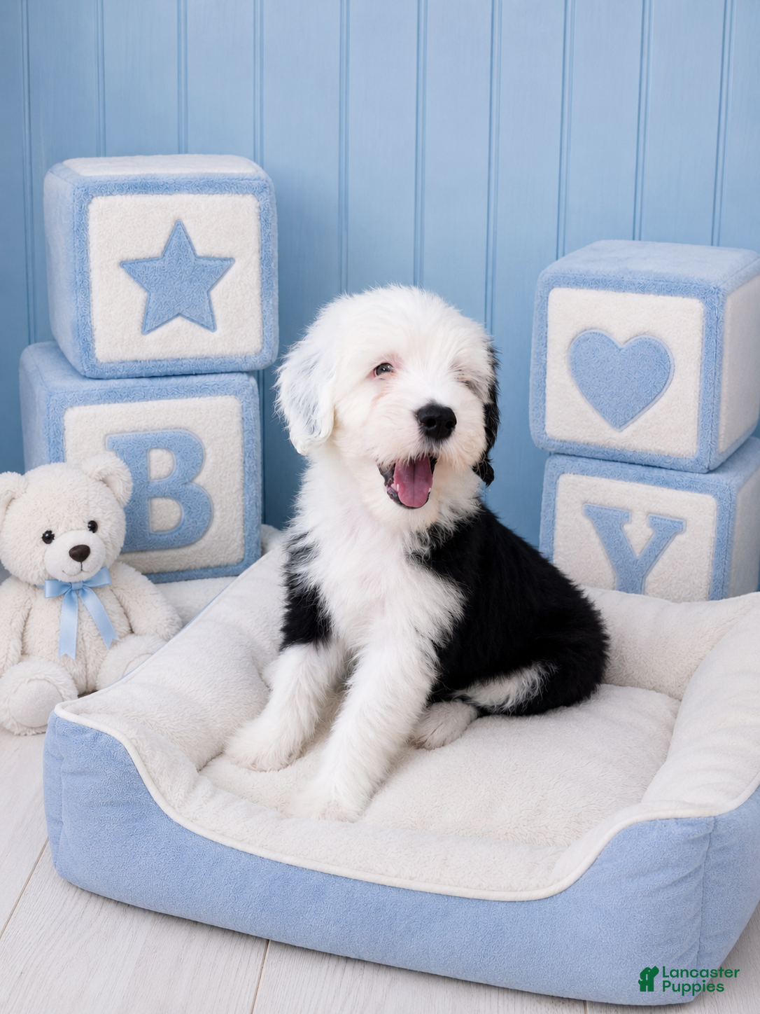 Sheepadoodle dogs Jax💙Last Boy💙 - Ad 2