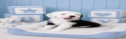 Sheepadoodle dogs for sale: Jax💙SheepaDoodle - Ad 1