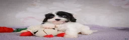 Cavapoo dogs for sale: Cavapoo 2 - Ad 10