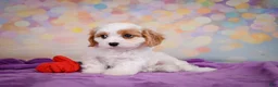 Cavapoo dogs for sale: Penny - Ad 6
