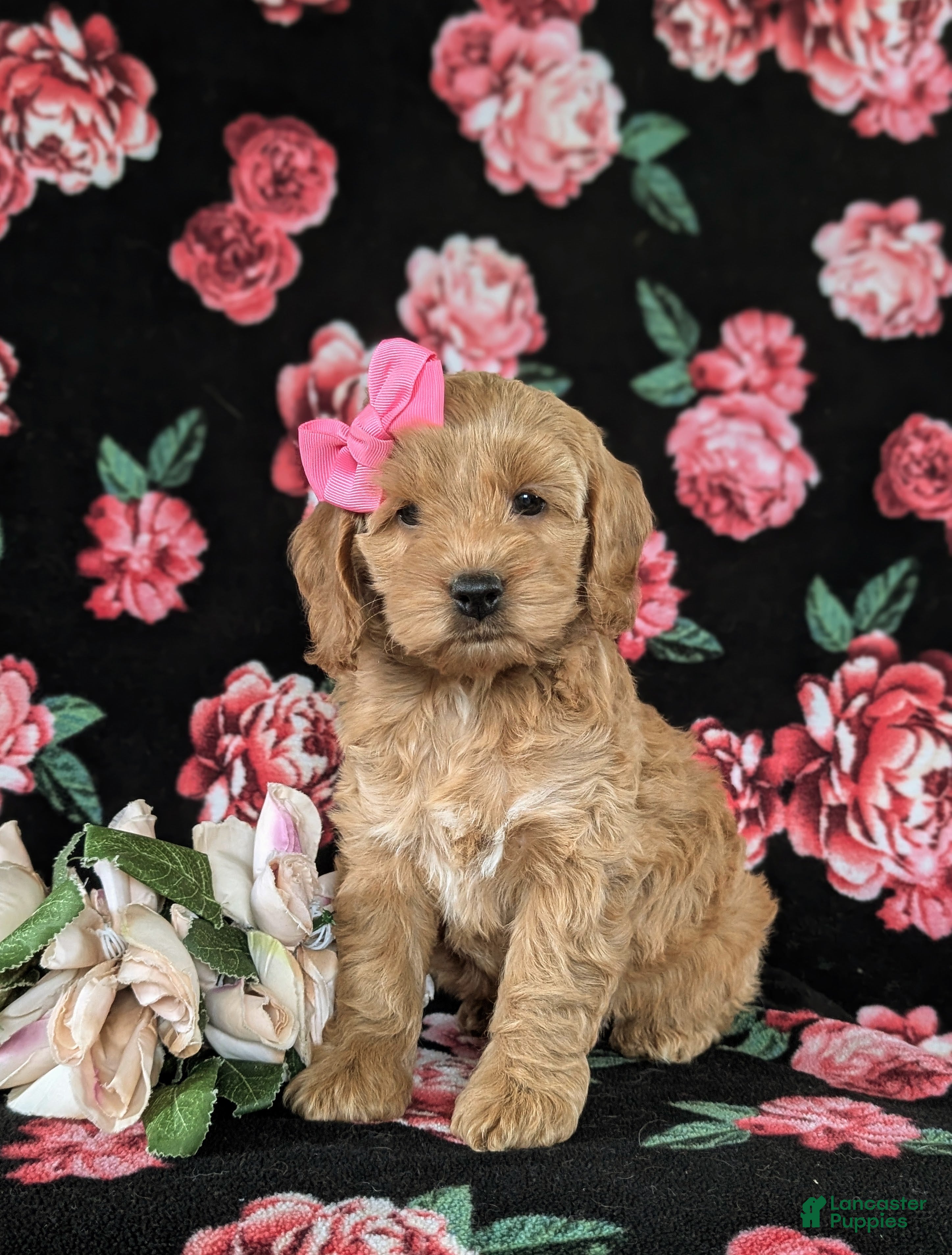 Cockapoo dogs for sale: Marilee - Ad 1