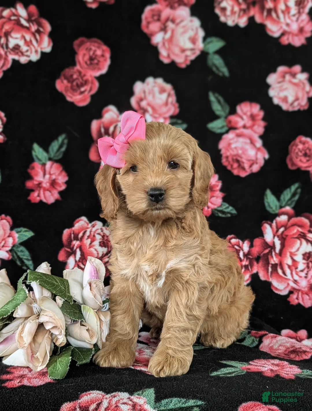 Cockapoo dogs for sale: Marilee - Ad 1