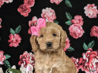 Cockapoo dogs for sale: Marilee - Ad 1