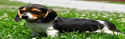 Beagle dogs for sale: Vicky - Ad 9