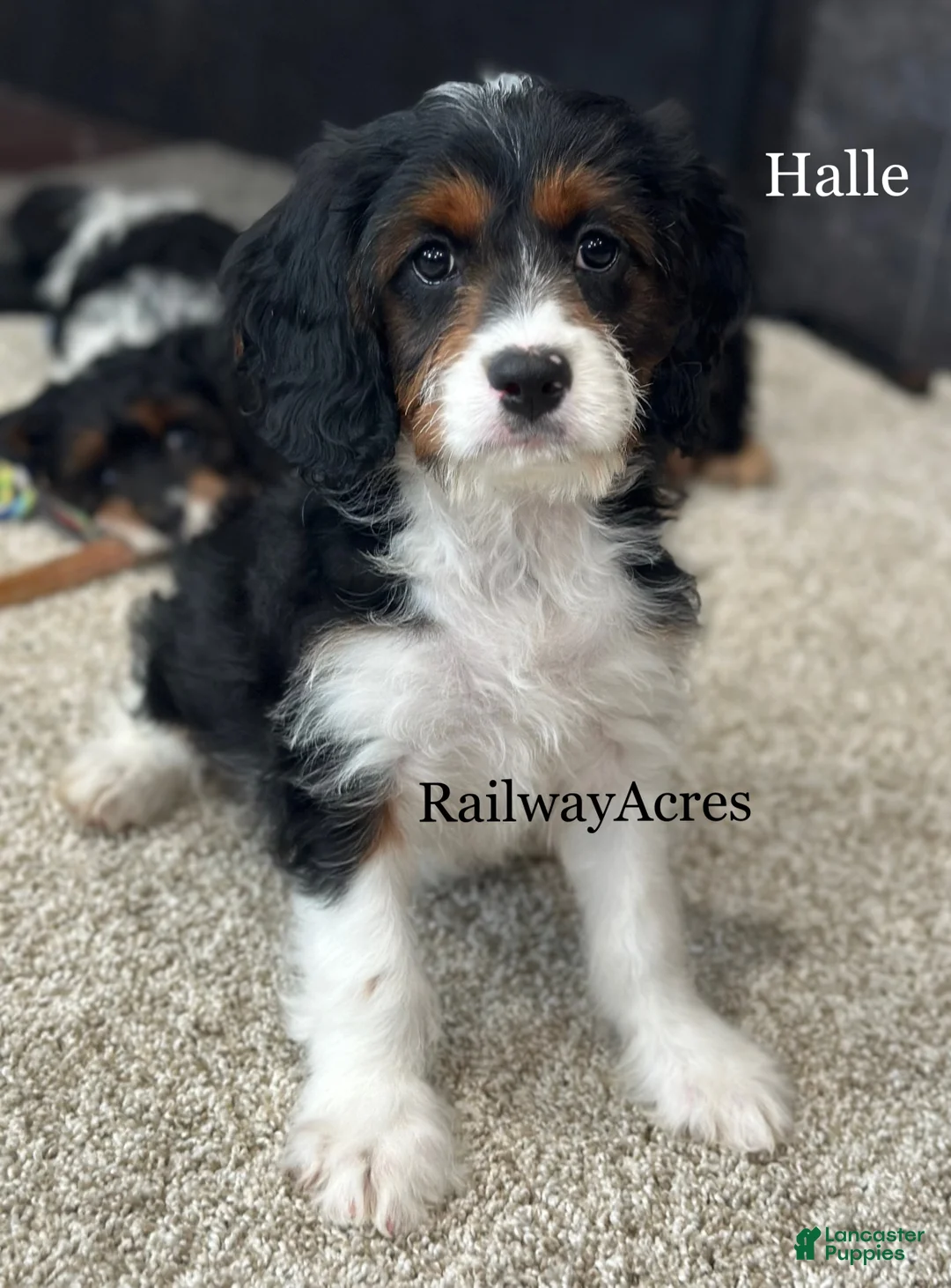 Cavapoo dogs for sale: Halle - Ad 1
