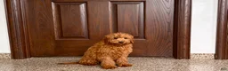 Cavapoo dogs for sale: Cavapoo male Puppy 3 - Ad 4