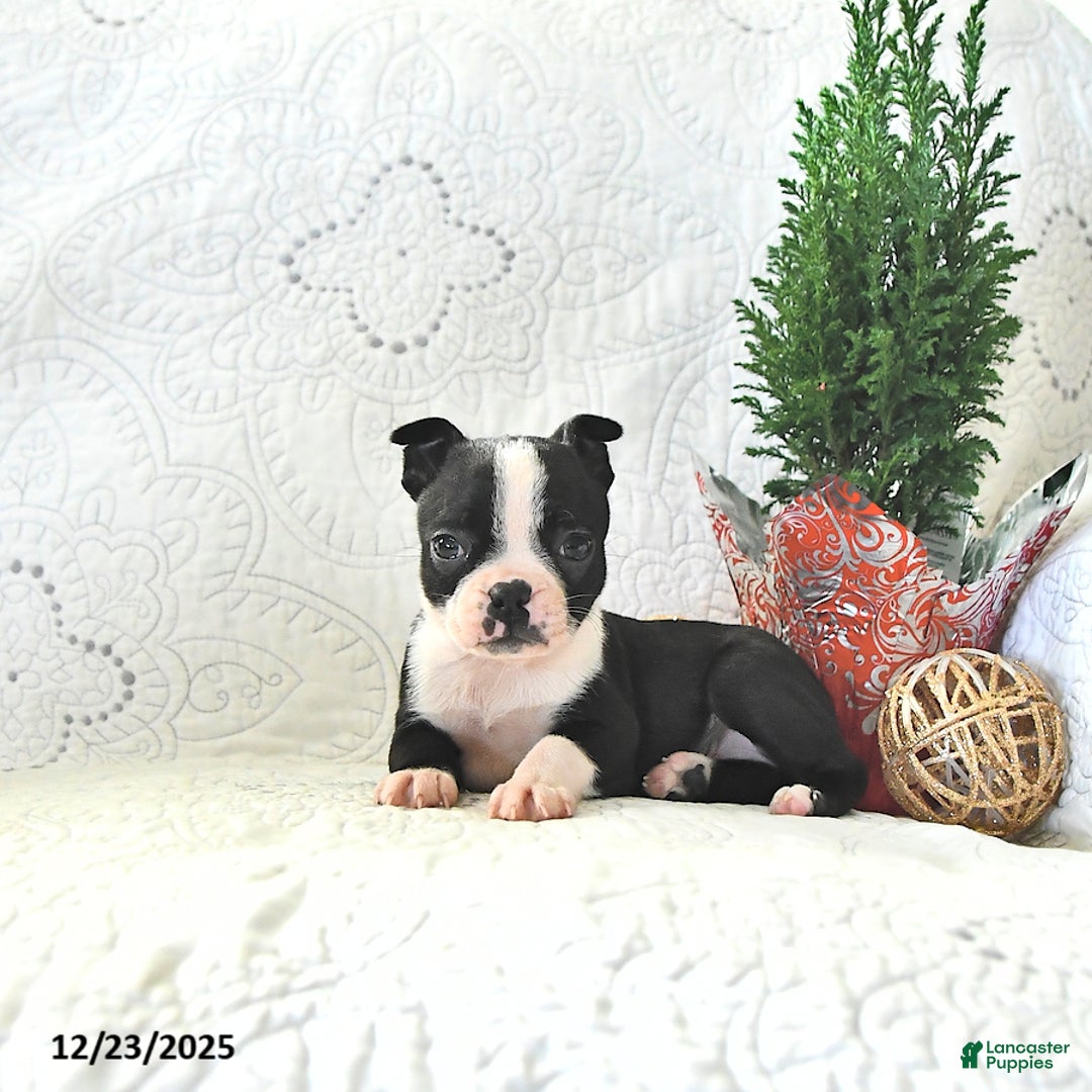 Boston Terrier dogs for sale: Tulip - Ad 2