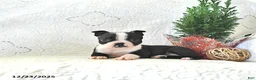 Boston Terrier dogs for sale: Tulip - Ad 5
