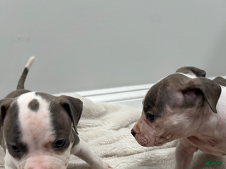 American Pit Bull Terrier dogs - Ad 40