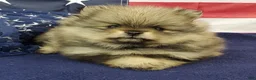Pomeranian dogs for sale: Jolee - Ad 2
