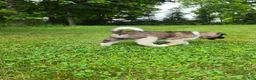 Akita dogs for sale: Mya - Ad 5