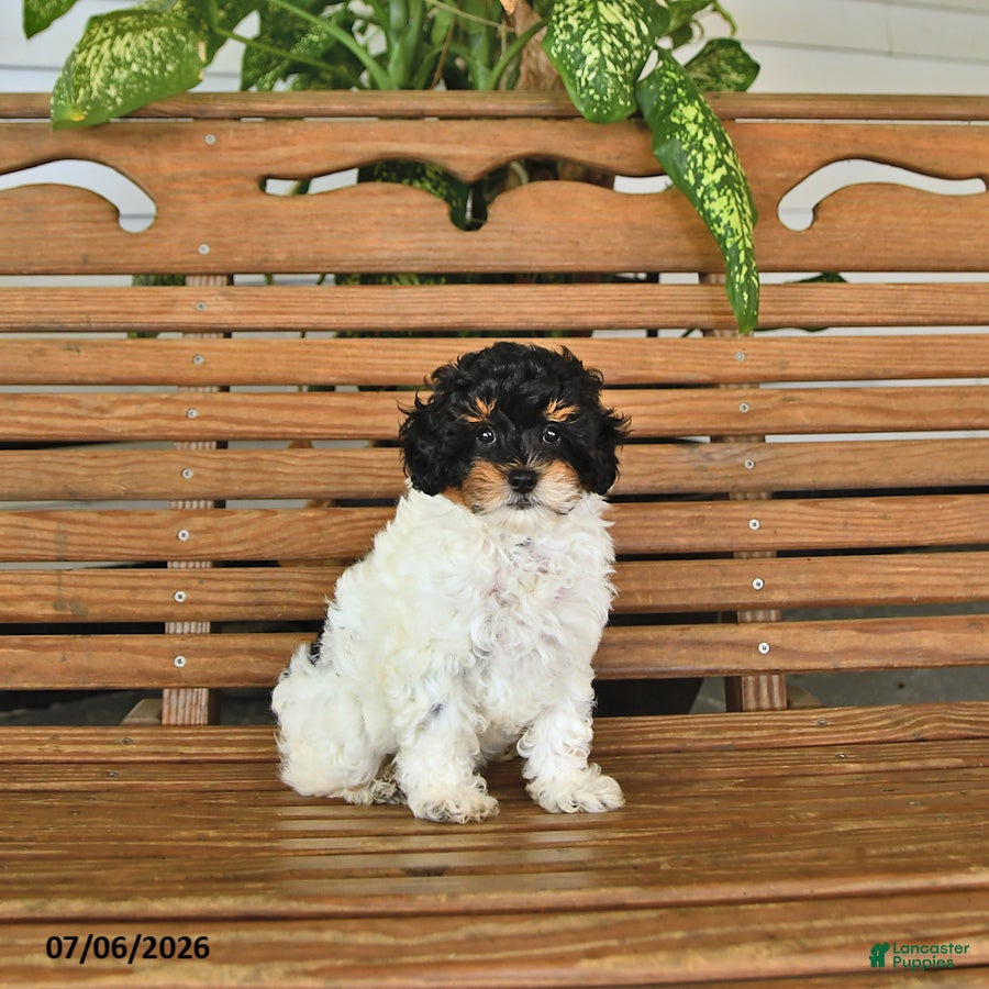 Mixed Breed dogs Harvey - Ad 2