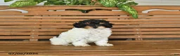 Mixed Breed dogs for sale: Harvey - Ad 2