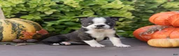 Boston Terrier dogs for sale: Cassie Boston Terrier  - Ad 6