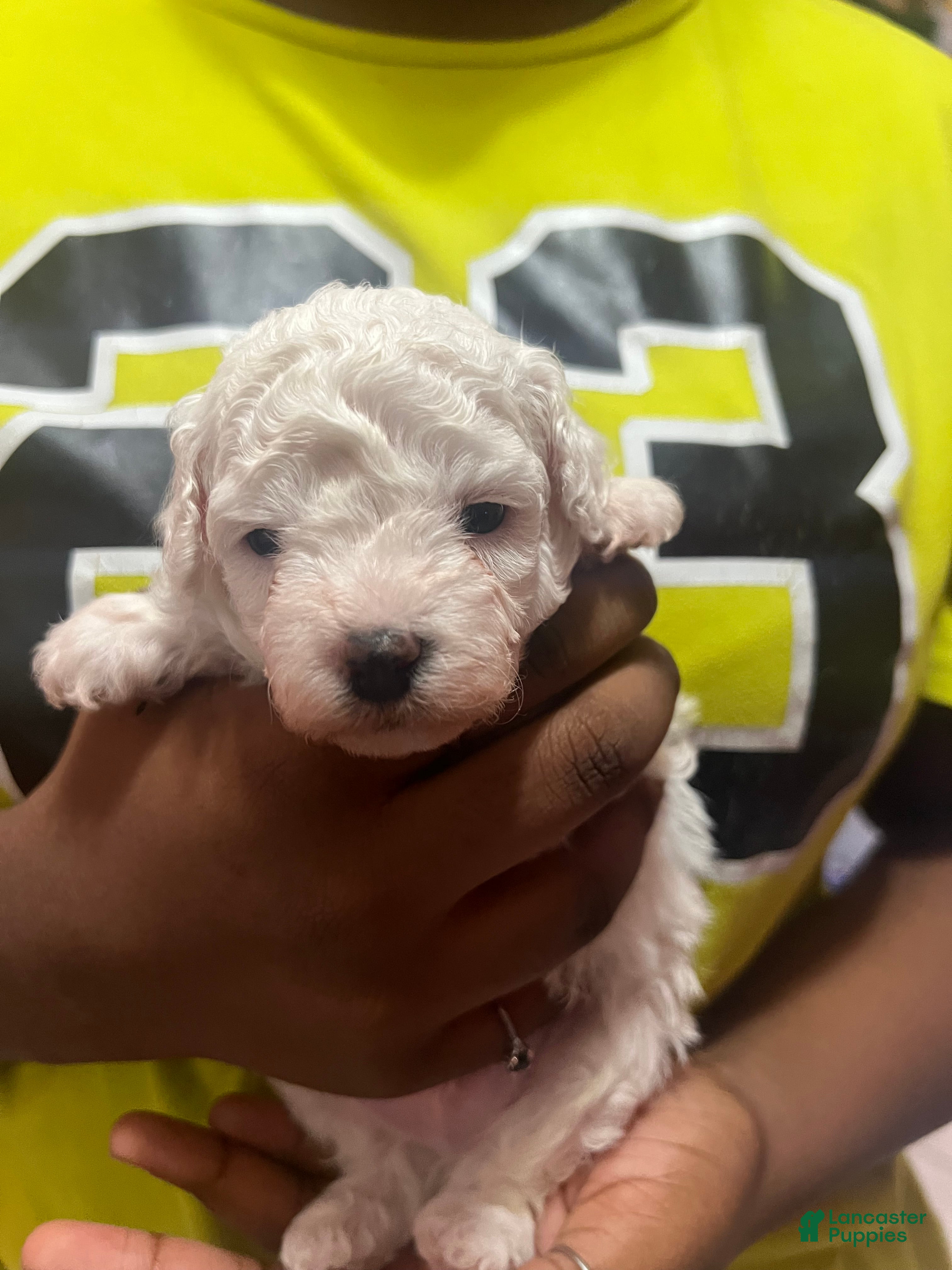 Miniature Poodle dogs Miniature Poodle 2 - Ad 2