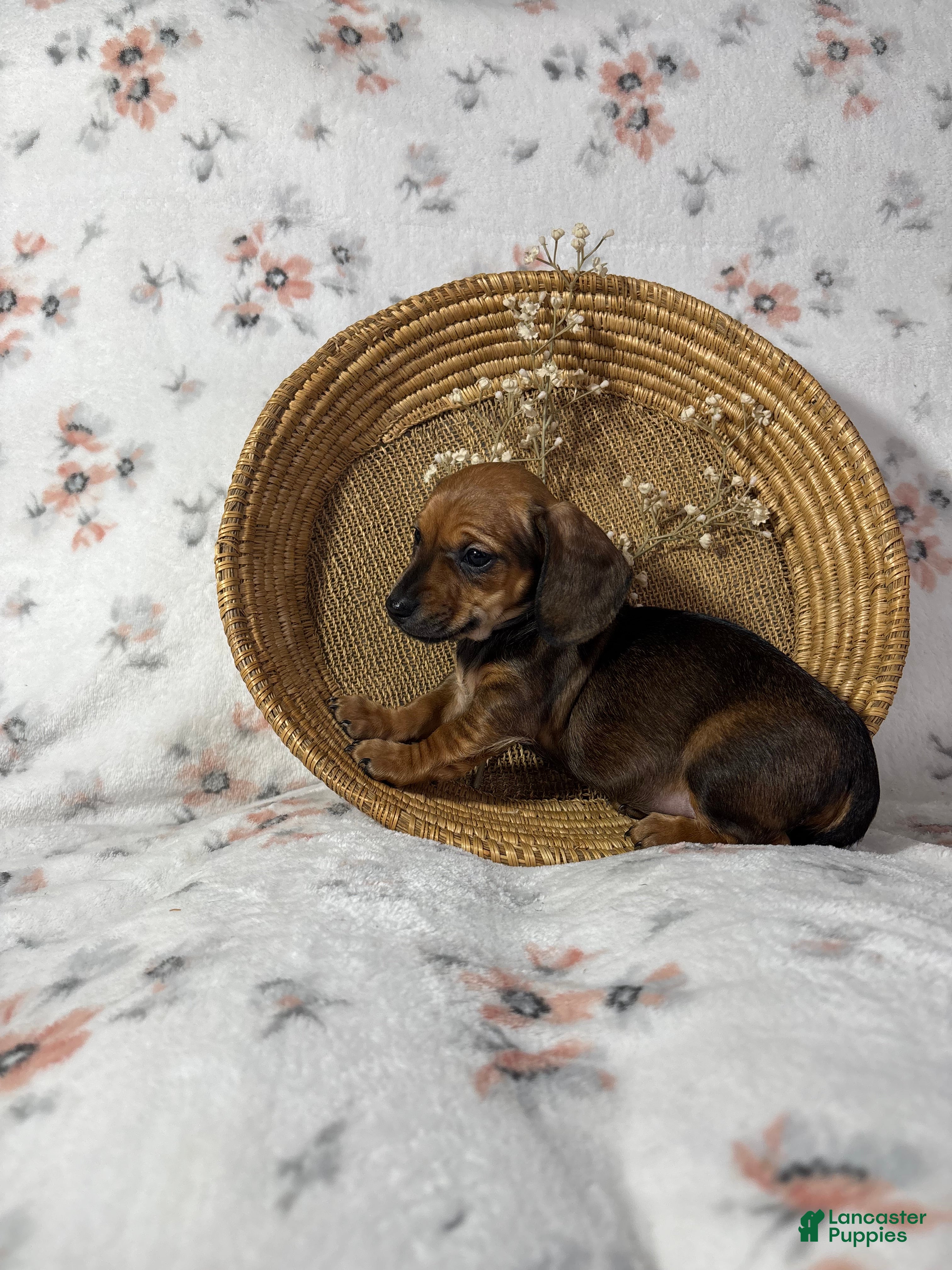 Miniature Dachshund dogs Miniature Dachshund Puppy 1 - Ad 2