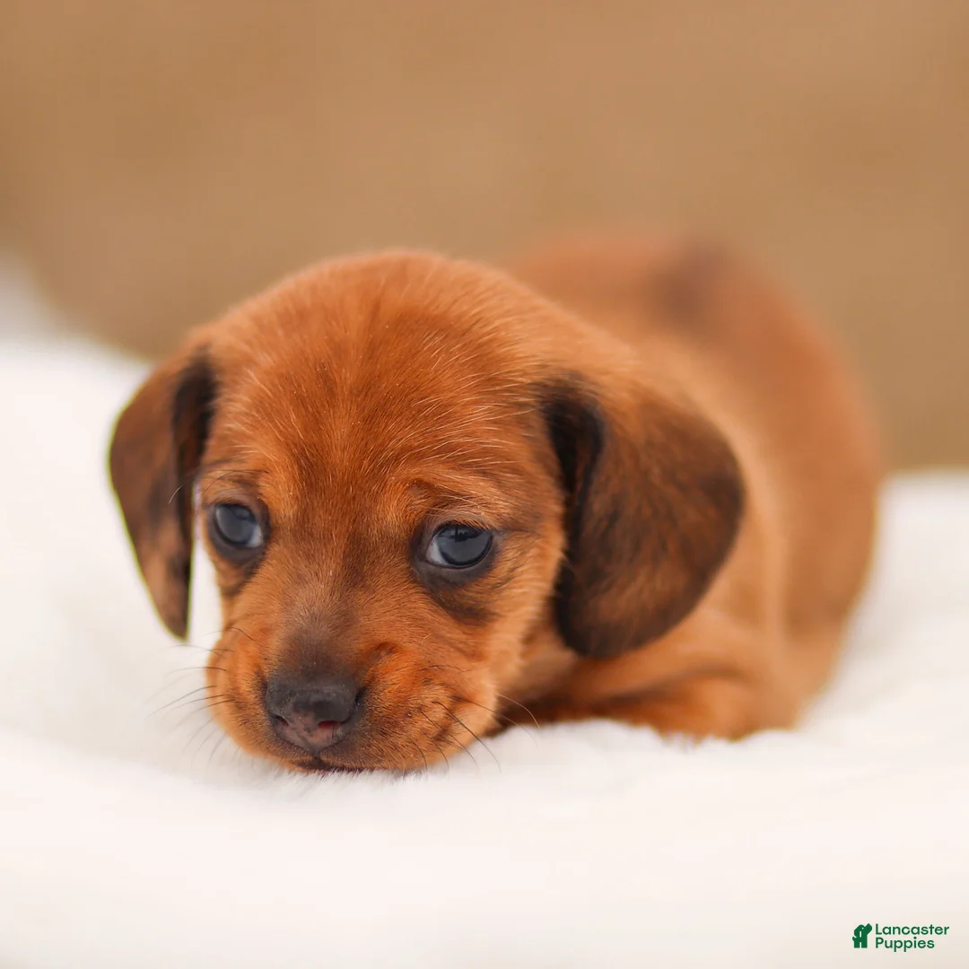 Miniature Dachshund dogs for sale: Izzy Miniature Dachshund - Ad 2