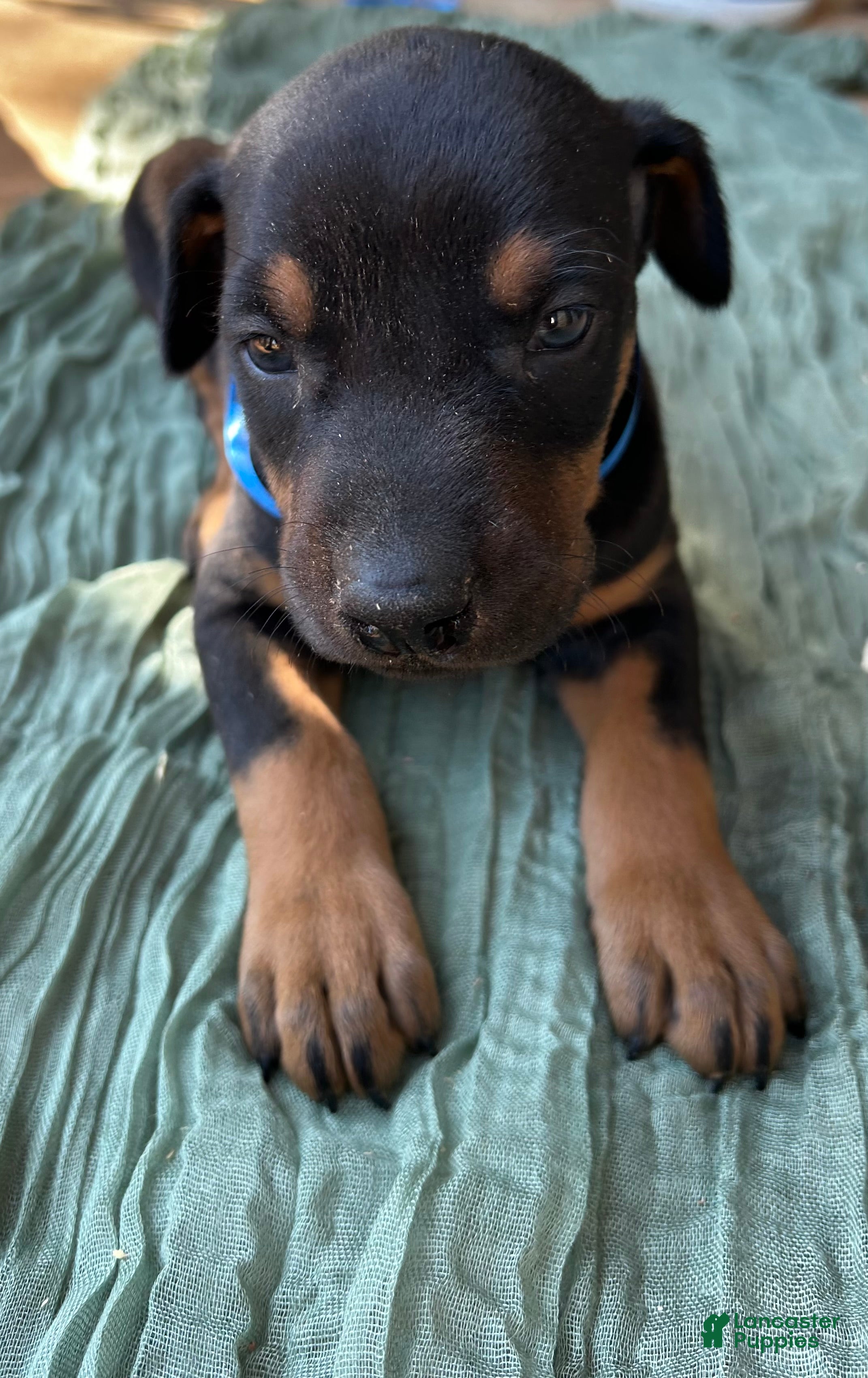Doberman Pinscher dogs Doberman Pinscher Puppy 3 - Ad 10