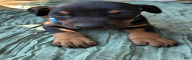 Doberman Pinscher Puppy 3