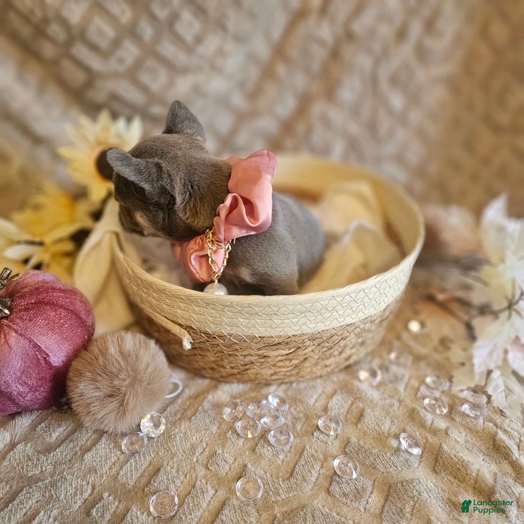 French Bulldog dogs for sale: Velour AKC Fluffy Carrier  - Ad 31