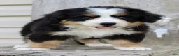 Bernedoodle dogs for sale: Ricky - Ad 5