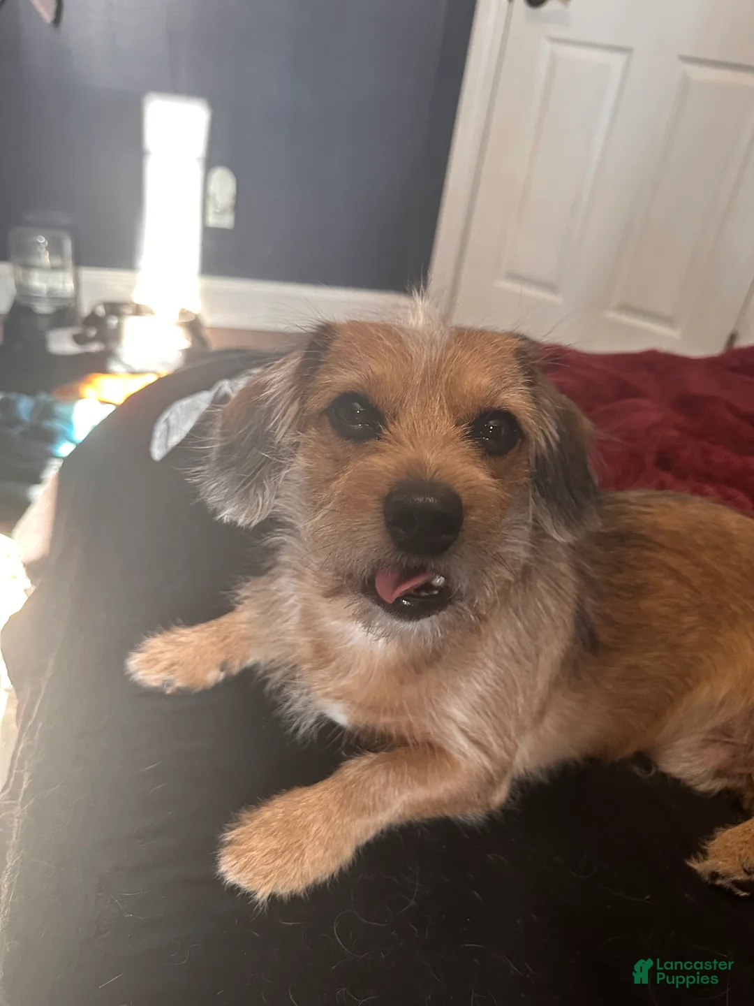 Mixed Breed dogs for sale: Remmy - Ad 8