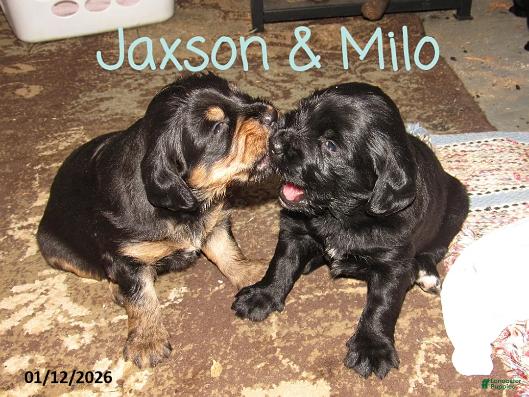 Labradoodle dogs for sale: Milo - Ad 12