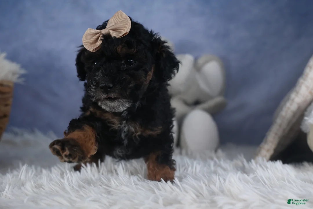 Miniature Poodle dogs for sale: Romeo - Ad 2