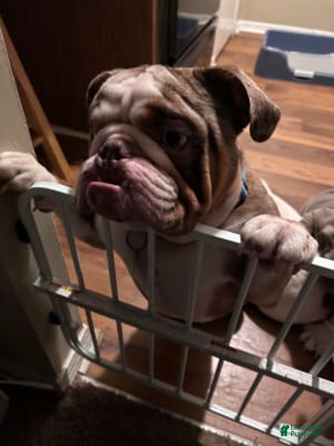 Gallery Image {{count}}