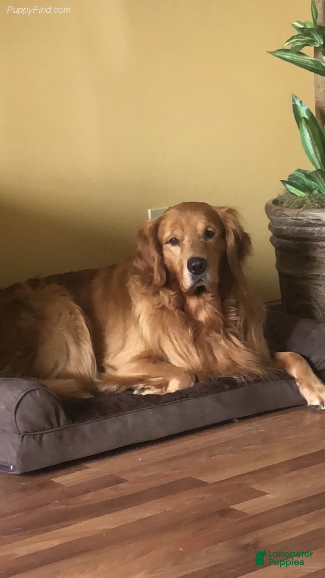 Golden Retriever dogs for sale: Daisy - Ad 4