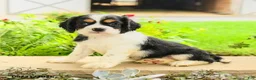 English Cocker Spaniel dogs for sale: Lance  - Ad 5