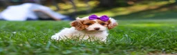 Cavapoo dogs for sale: Katie - Ad 3