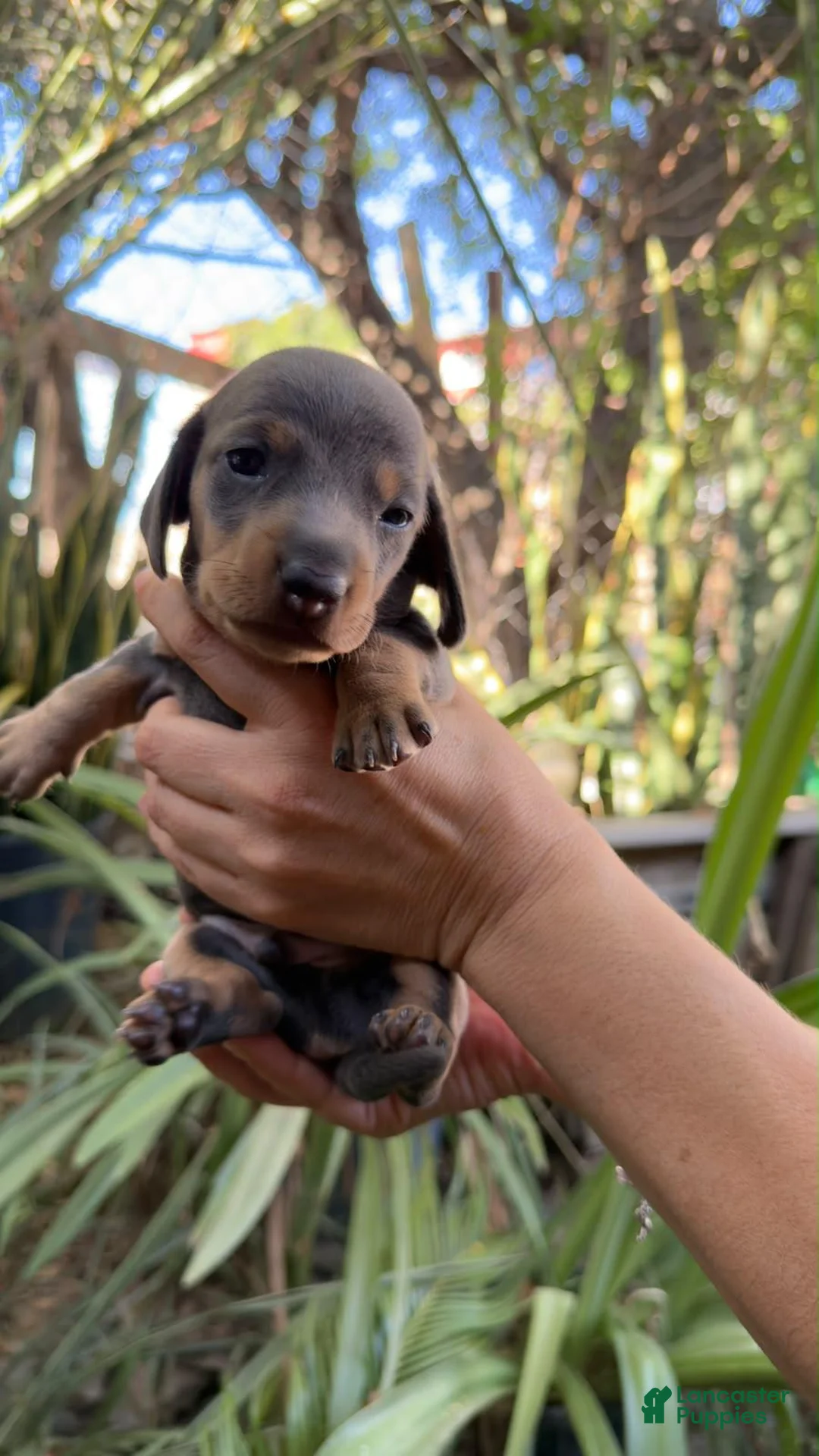 Miniature Dachshund dogs for sale: Miniature Blue Dachshud Riley - Ad 1