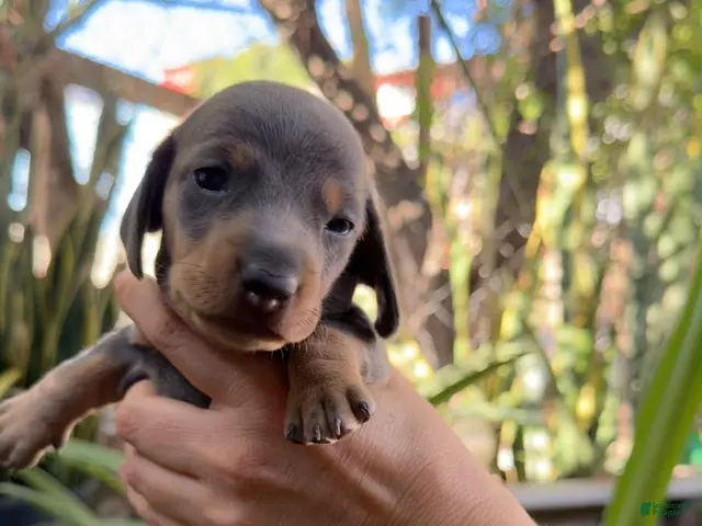 Miniature Dachshund dogs for sale: Miniature Blue Dachshud Riley - Ad 2