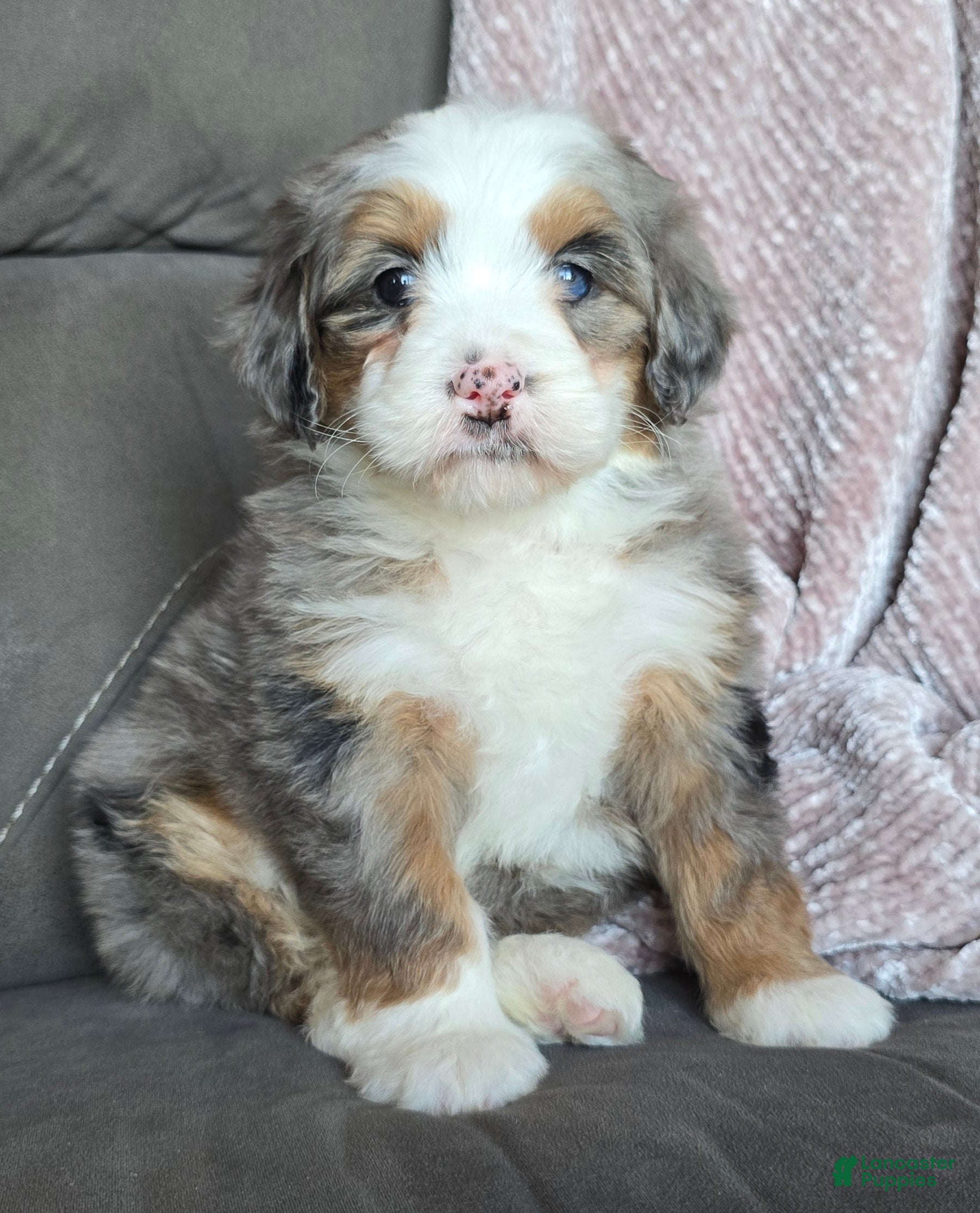 Mini Bernedoodle dogs Mini Oakley - Ad 19