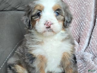 Mini Bernedoodle dogs Mini Oakley - Ad 37