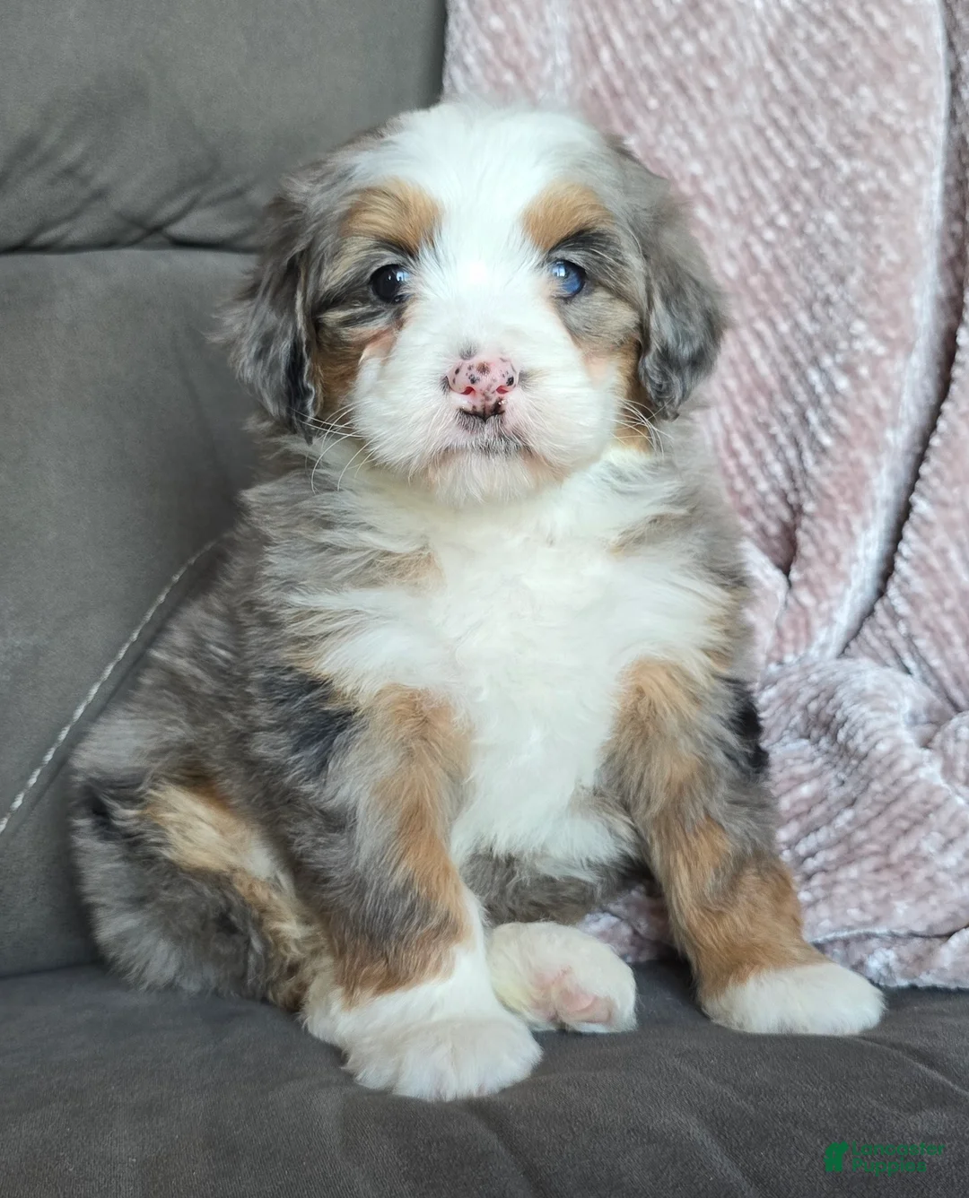 Mini Bernedoodle dogs for sale: Mini Oakley - Ad 1