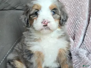 Mini Bernedoodle dogs Mini Oakley - Ad 41