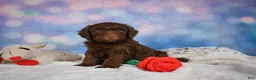 Mini Goldendoodle dogs for sale: Benji - Ad 10