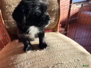 Mixed Breed dogs Sage - Ad 16