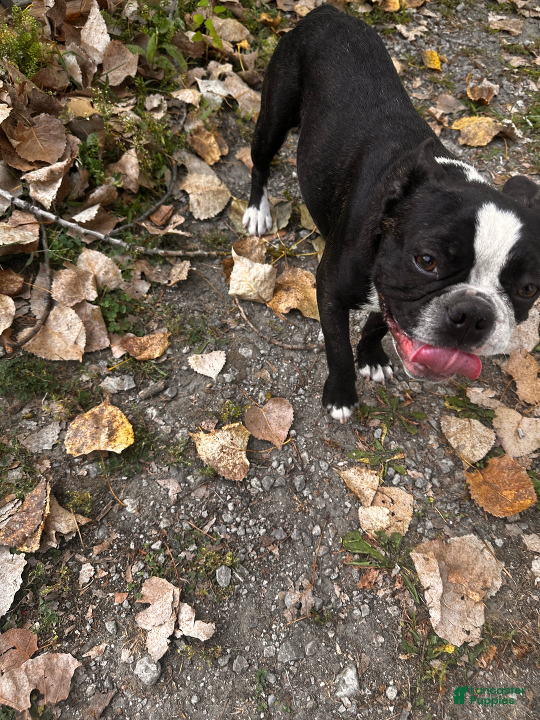 Mixed Breed dogs for sale: Sebastian - Ad 5