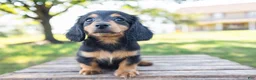 Miniature Dachshund dogs for sale: Diva - Ad 10