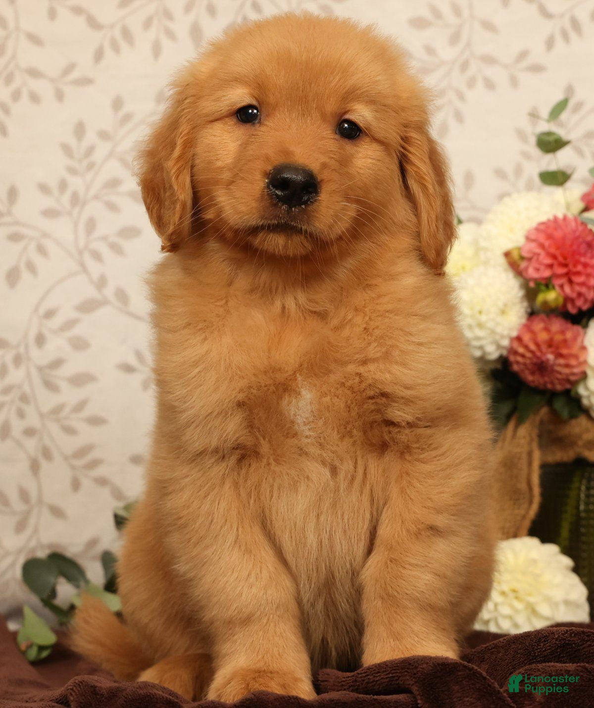 Golden Retriever dogs Harold - Ad 2