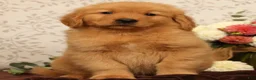 Golden Retriever dogs for sale: Harold - Ad 2